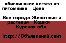 абиссинские котята из питомника › Цена ­ 15 000 - Все города Животные и растения » Кошки   . Курская обл.